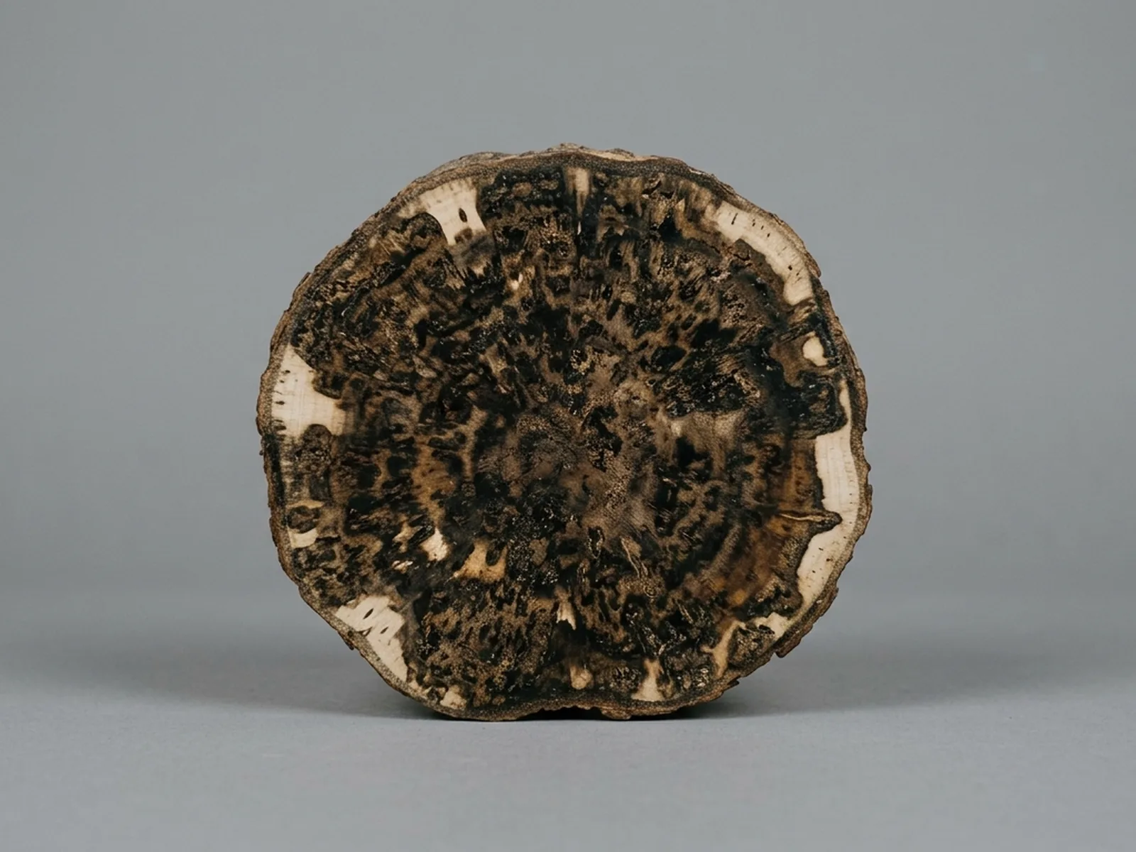 A cut face of kyara-class agarwood showing dense irregular resin saturation across most of the section