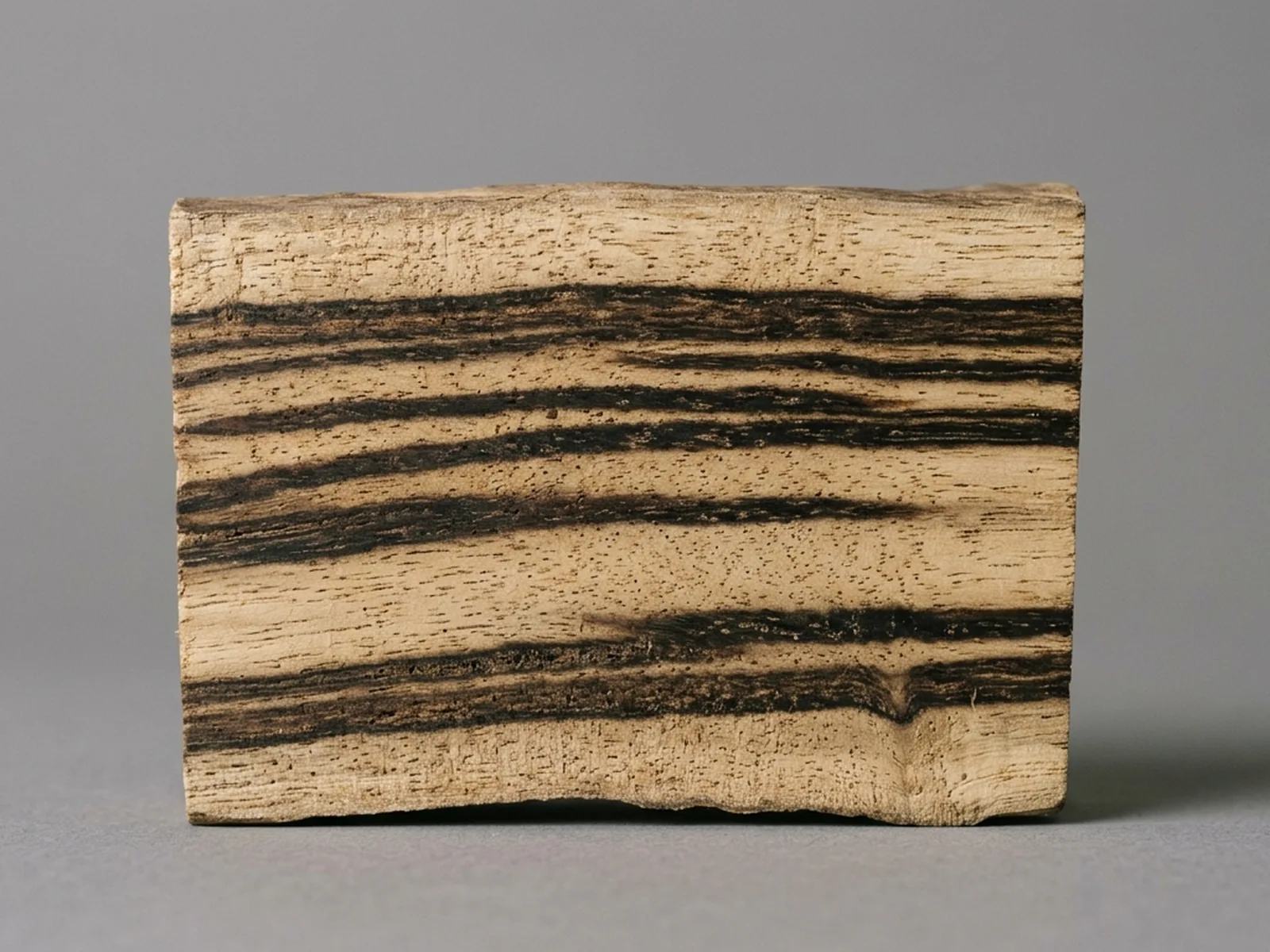 A cut face of high-grade plantation agarwood heartwood showing broad even resin banding