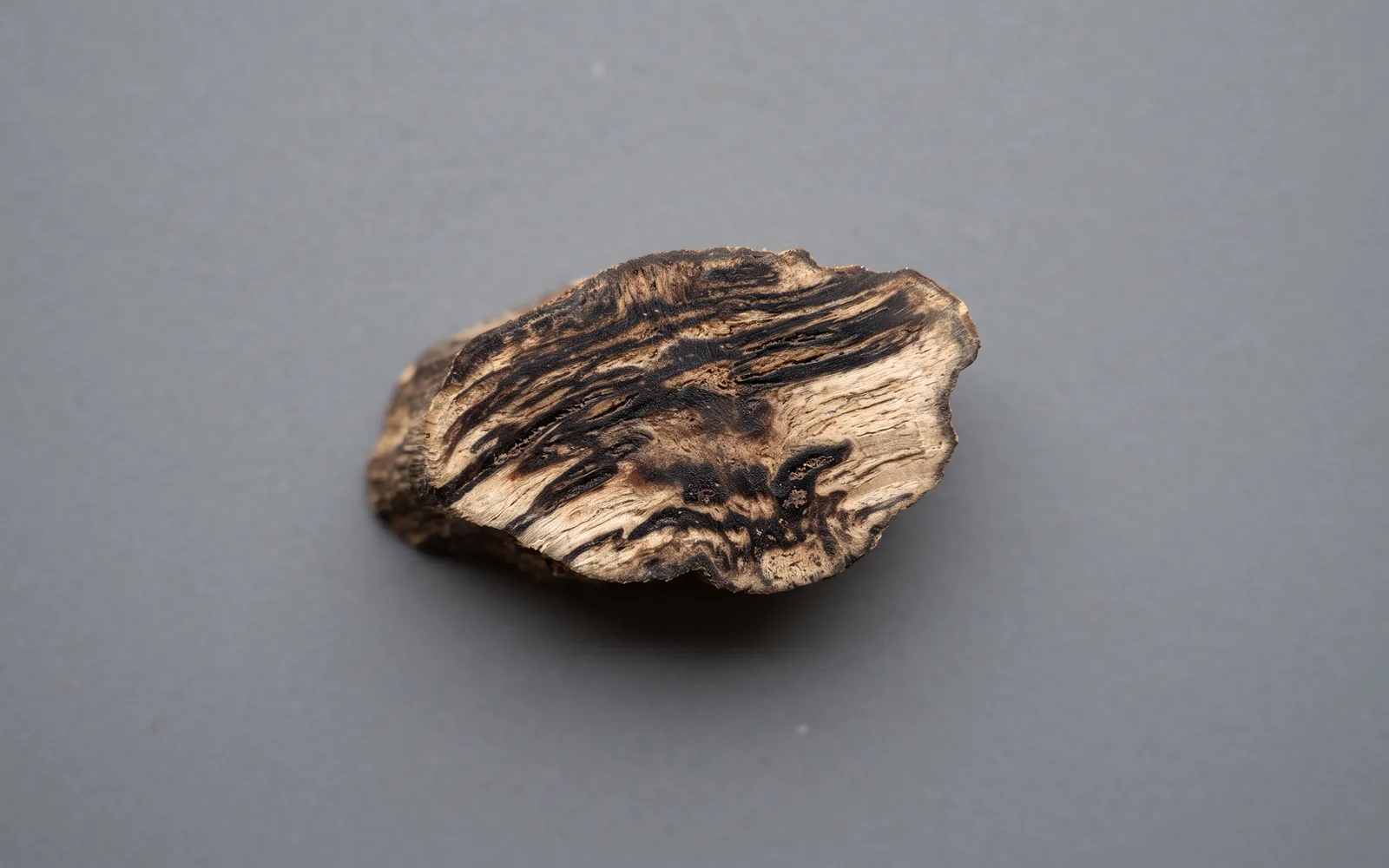 Plantation Aquilaria agarwood grade — cultivated with managed induction