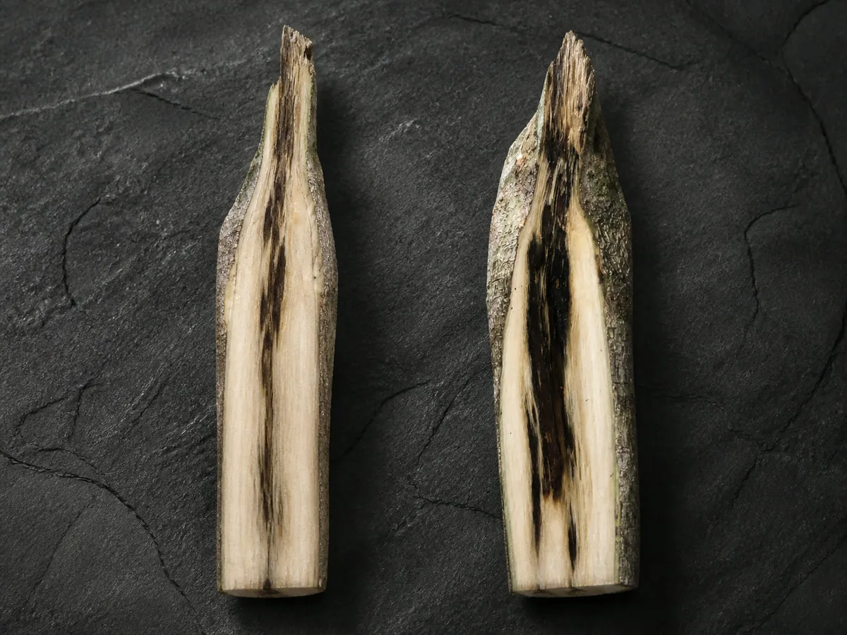 Plantation Aquilaria heartwood split open — resin banding from two induction cycles side by side