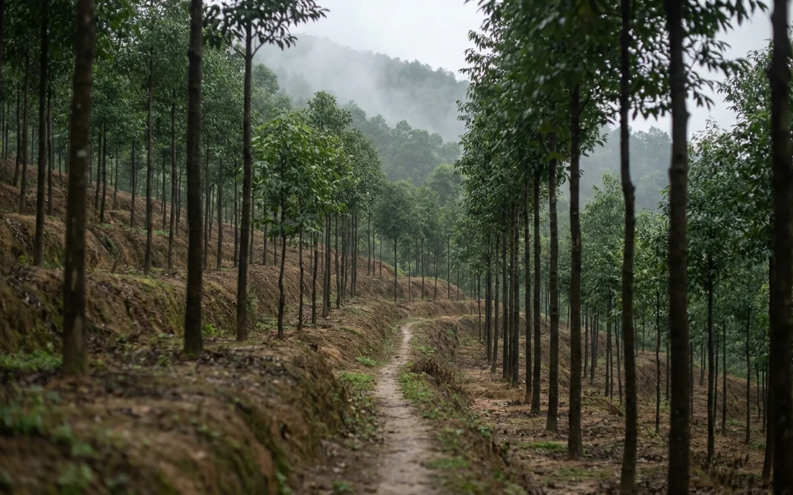 Guangdong and Hainan agarwood plantation — Aquilaria sinensis under managed induction